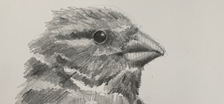 Pencil drawing of a bird head by The Benda Twins