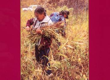 Prairie patterns art