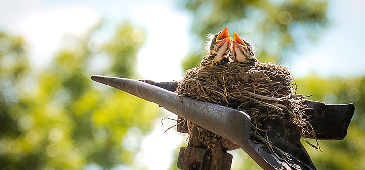 2025 ND Governor's Photo Contest Spring Activities Honorable Mention: Miranda Lindstrom, Amenia, ND – “Baby Robins Awaiting Food” 