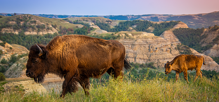 2025 ND Governor's Photo Contest Summer Scenery Honorable Mention: Rebecca Raber, Bismarck, ND – “Wait up, Mom”