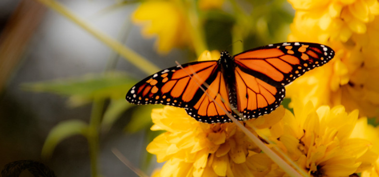 Yellow and black butterfly in front of bright yellow flowers