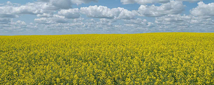 Canola Fields in Bloom with blue skies and a few puffy white clouds by Scott Seiler