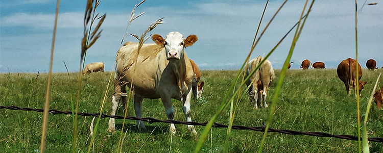 Don't Fence Me In photo of cows behind a barbed wire fence, grazing in green field - taken by Scott Seiler