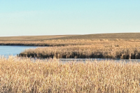 Site located in south central North Dakota where artworks will be installed, showing a large pond inside a wheat field