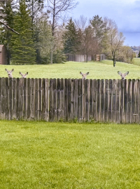 Peekaboo photo by Grey Ulrickson of deer with big ears looking at you from behind a wooden fence during ND summer