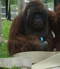 Tal the Orangutan from the Chahinkapa Zoo in Wahpeton, ND, holding a recorder